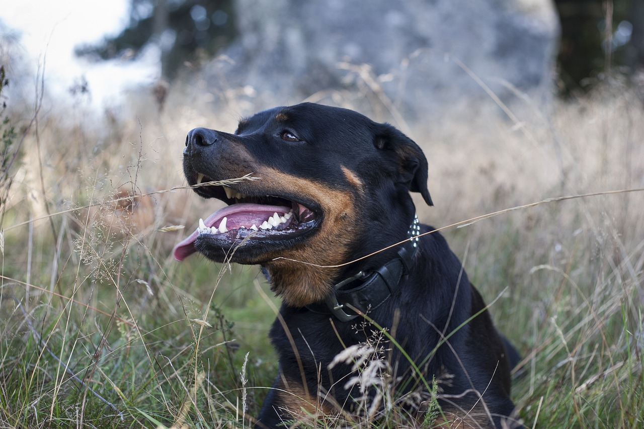 The Unique Features of Rottweilers